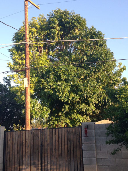 lovebird nest location in Shamel Ash tree